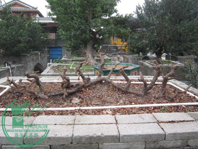 IMG_4976.JPG