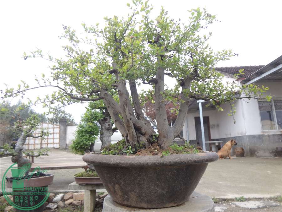 DSC02975.jpg