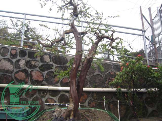 IMG_5331.JPG