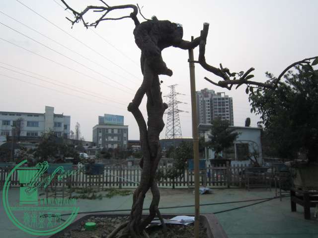 IMG_5328.JPG