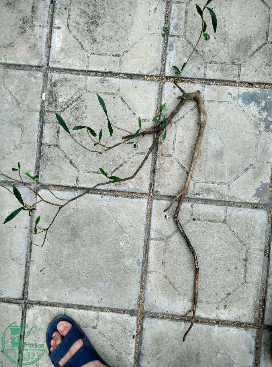 QQͼƬ20170416195310.jpg