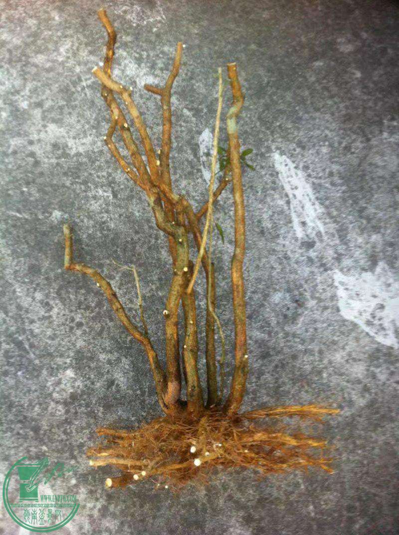 psb (5)_������.jpg