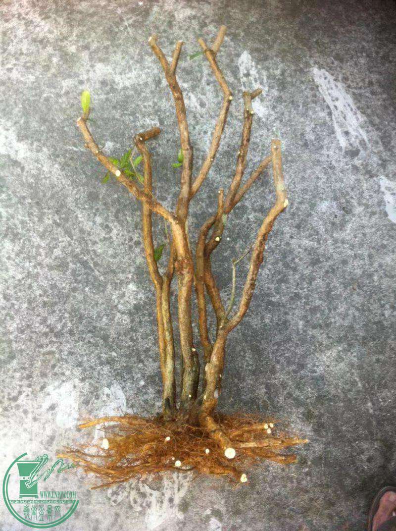 psb (4)_������.jpg