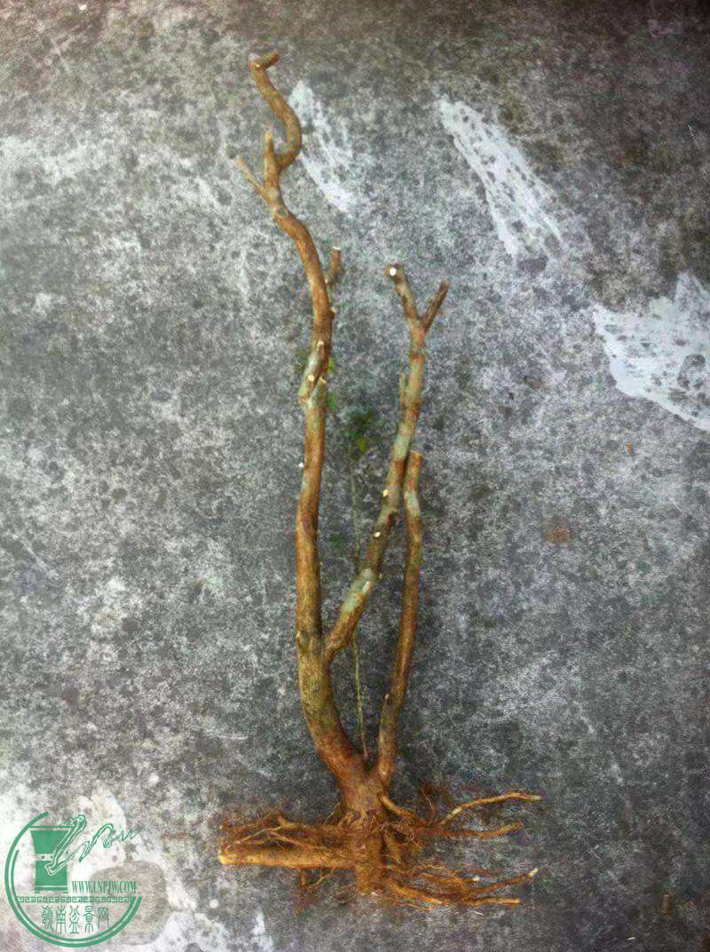 psb (10)_������.jpg