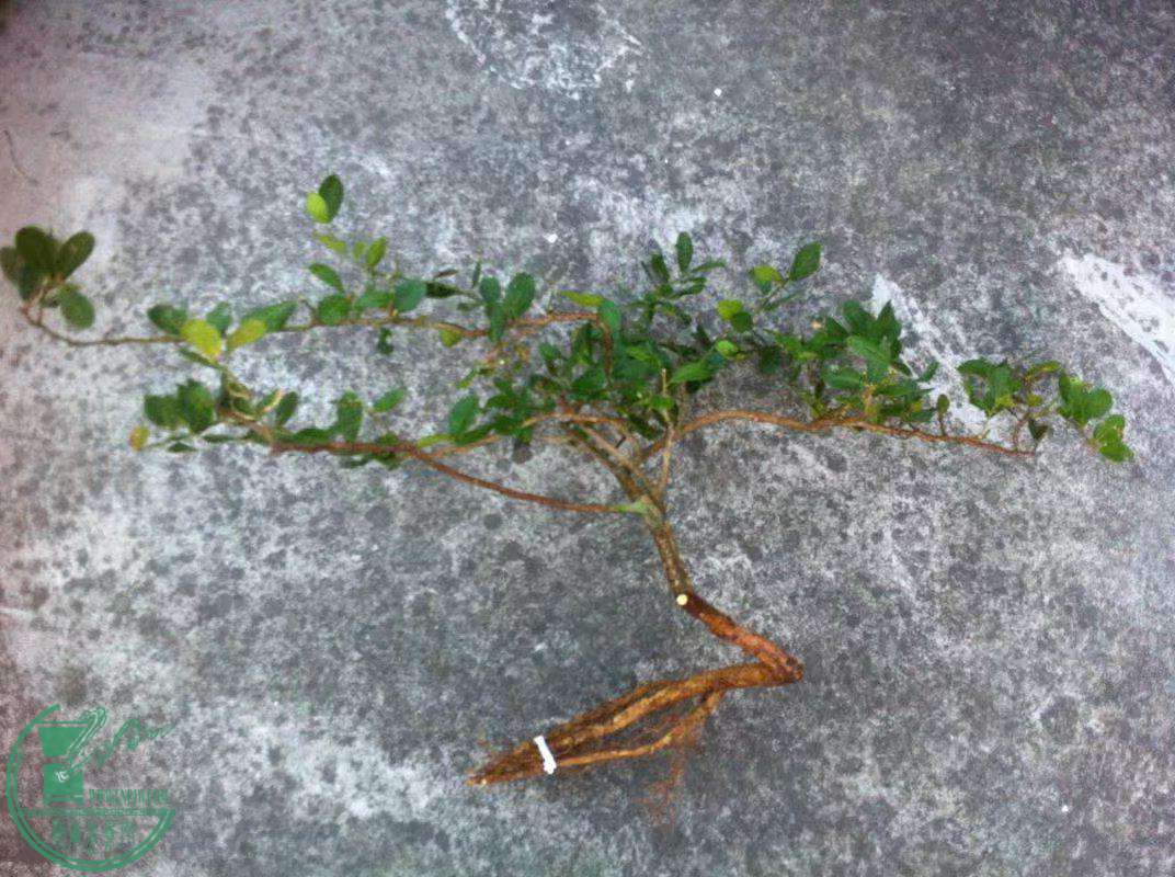 psb (30)_������.jpg