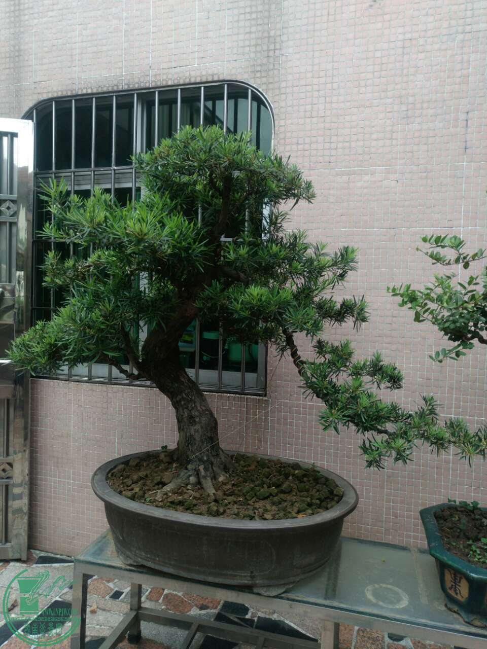 mmexport1493388330024.jpg