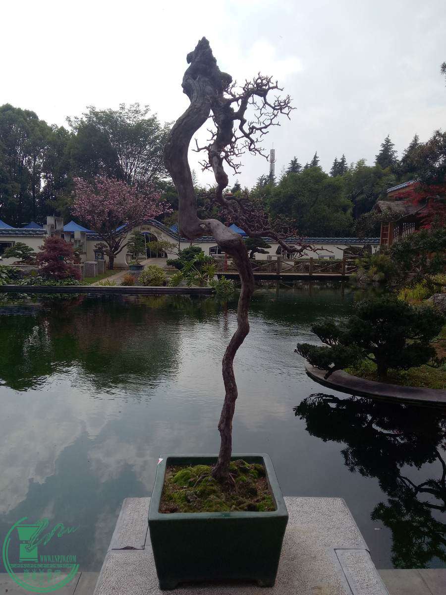 mmexport1493432067092.jpg