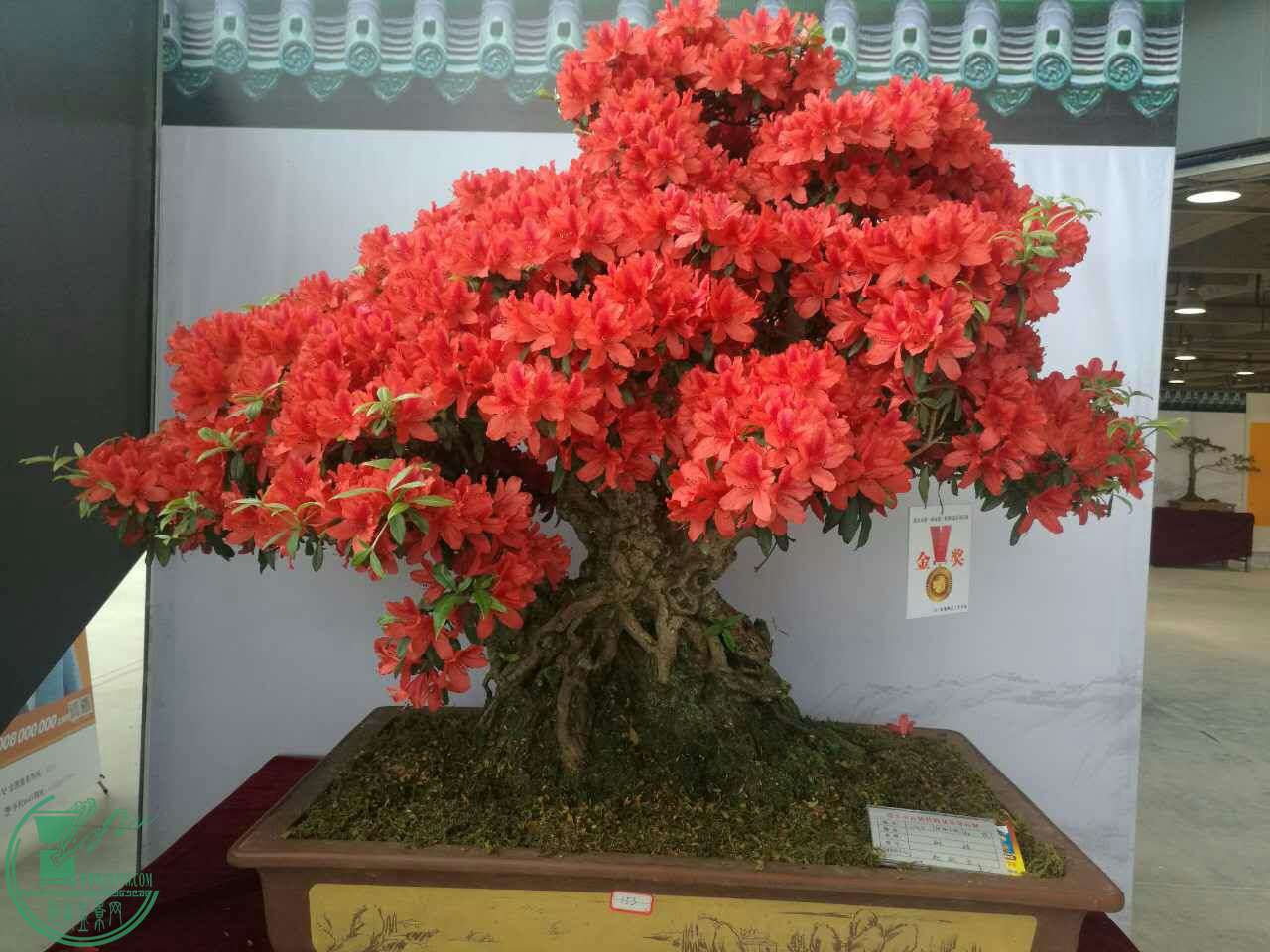 mmexport1493433045178.jpg