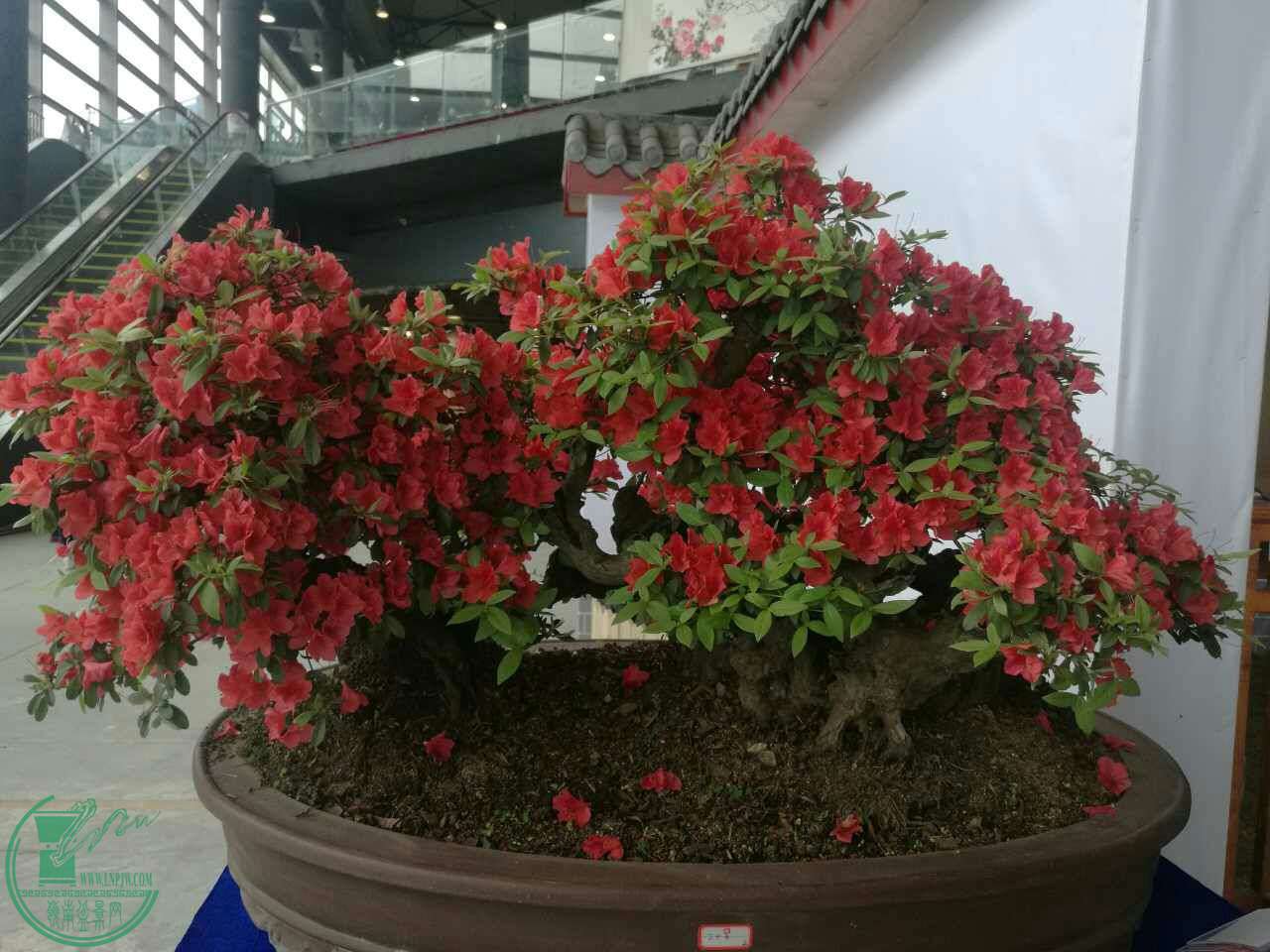 mmexport1493433074009.jpg