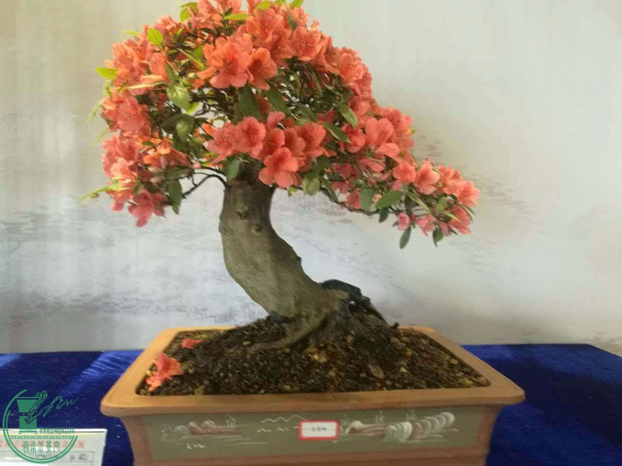 mmexport1493433076294.jpg
