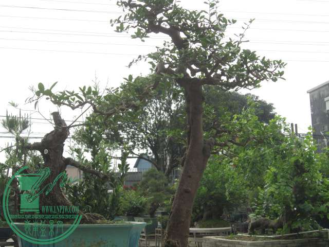 IMG_5622.JPG