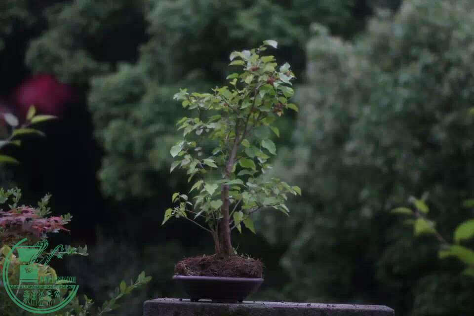 mmexport1494132225812.jpg