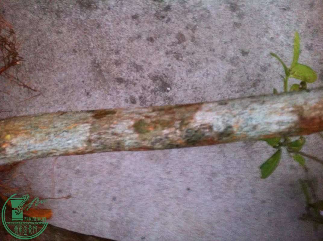 ��Ʒɽ��������