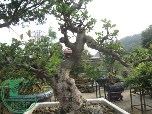 IMG_5670.JPG