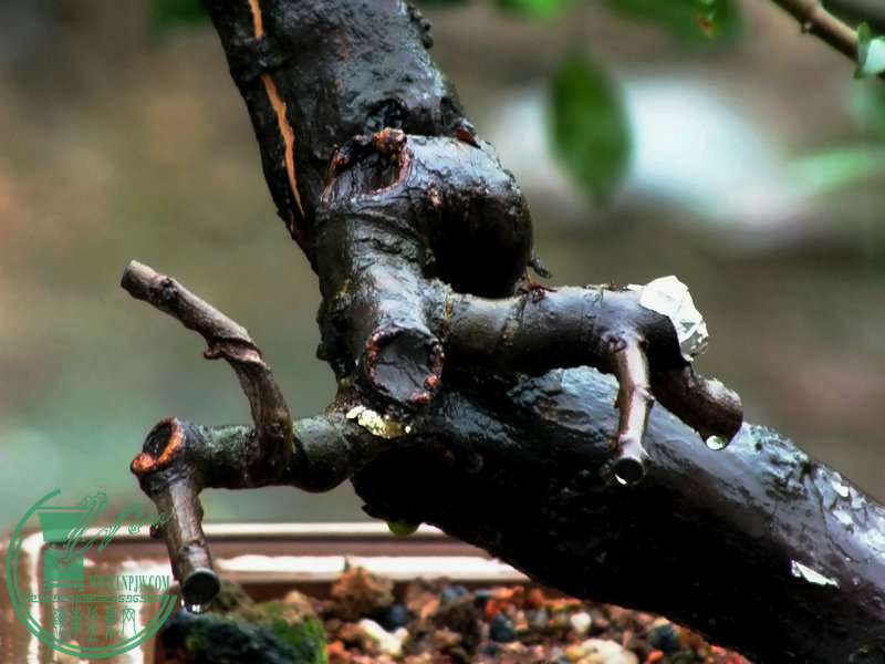 DSCF3238.JPG