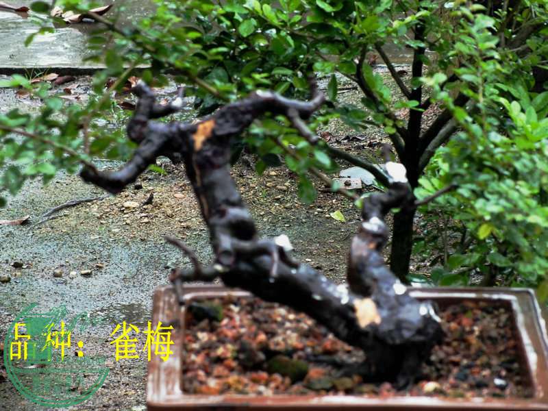 DSCF3241.JPG