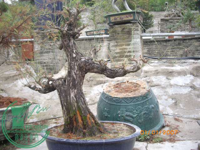 IMGP0605.JPG
