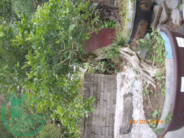 IMGP0548.JPG