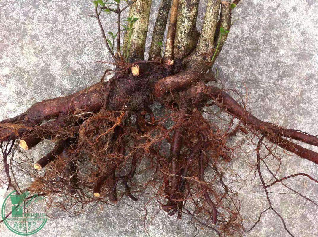 psb (16)_������.jpg