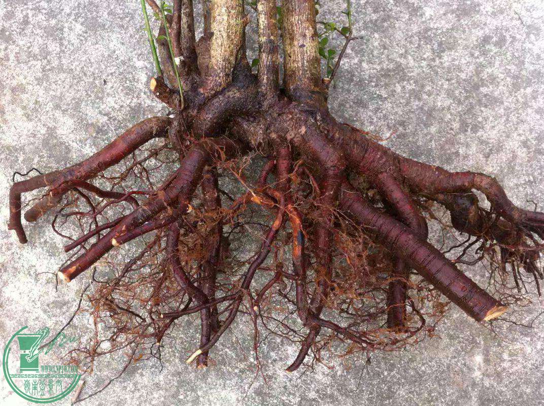 psb (17)_������.jpg