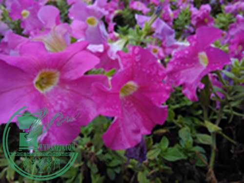 IMG_20150411_105758.jpg