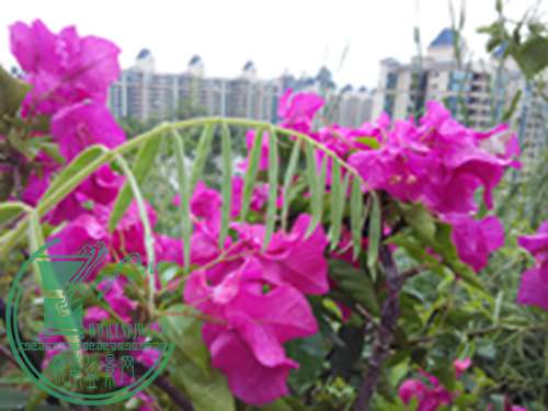 IMG_20151005_165144.jpg