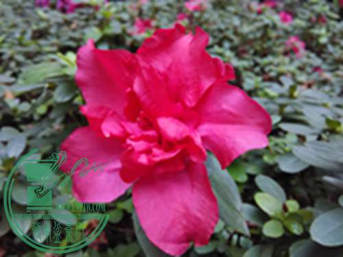 IMG_20151128_131230.jpg