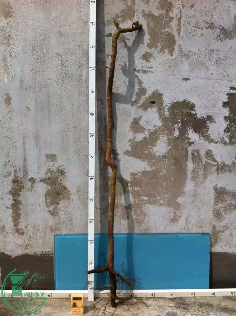 psb (2).jpg