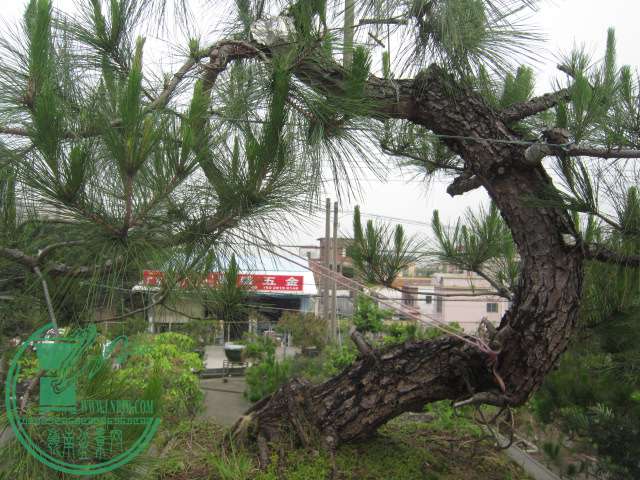IMG_5690.JPG