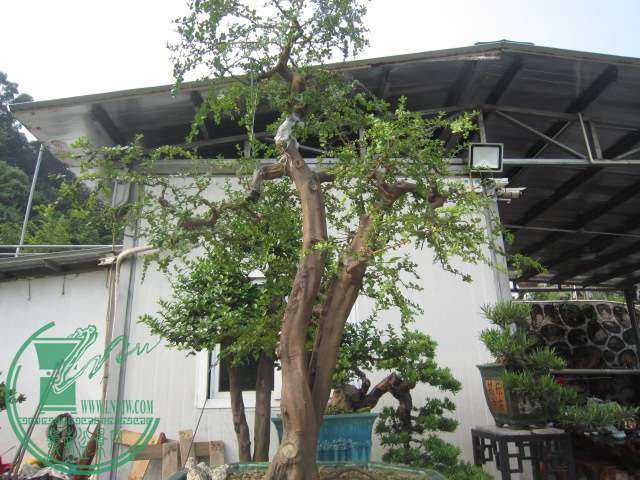 IMG_5675.JPG