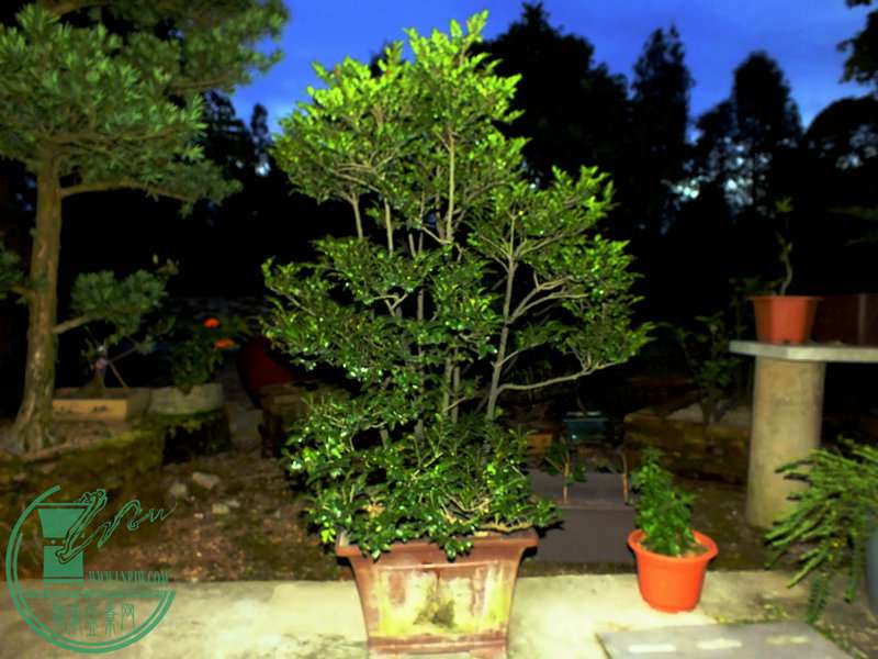 DSCF3258.JPG