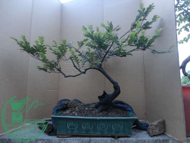 DSC03211.JPG