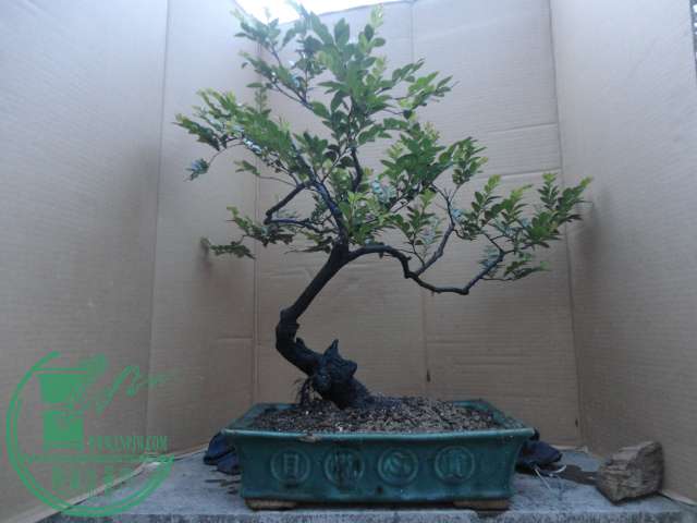 DSC03214.JPG