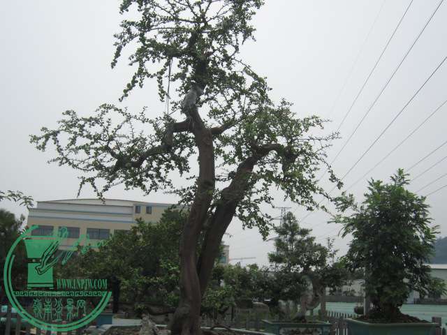 IMG_5804.JPG
