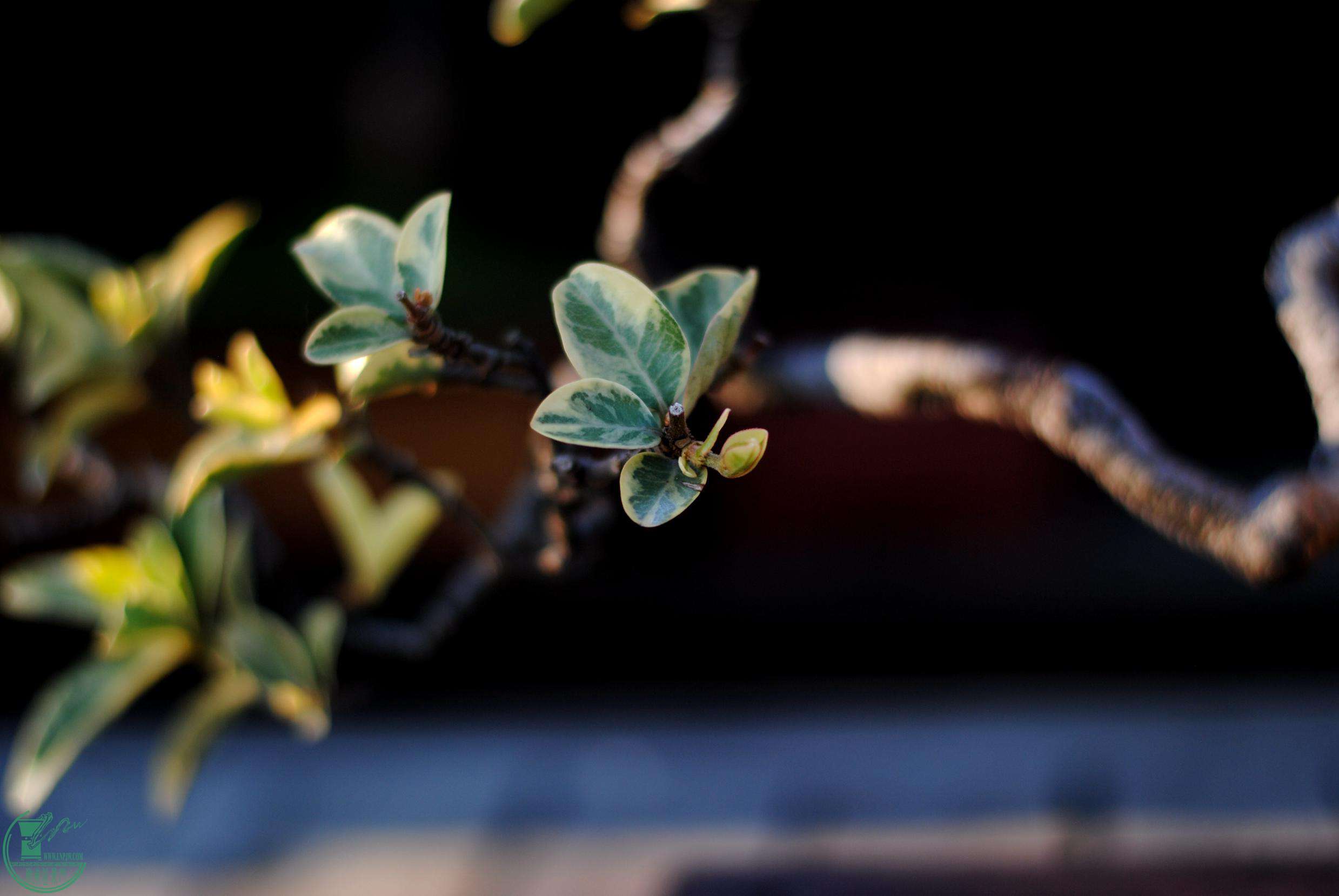 DSC_2384.JPG