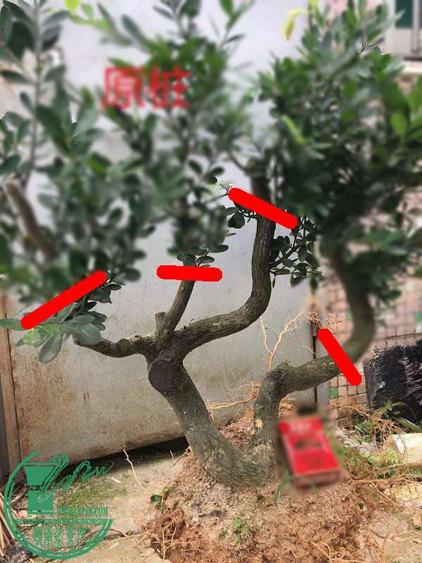 ˼·