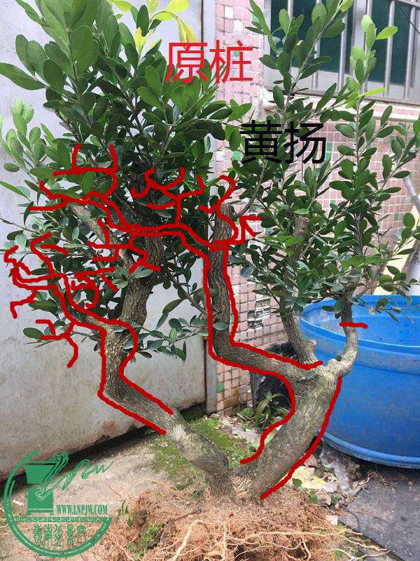 094127umfx6zj600u9xotu.jpg.thumb_.jpg