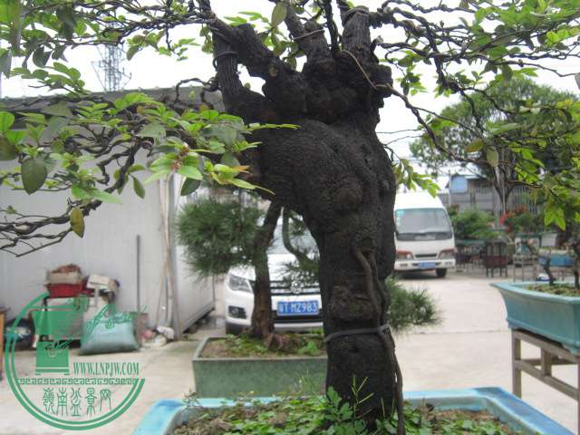 IMG_2579.JPG