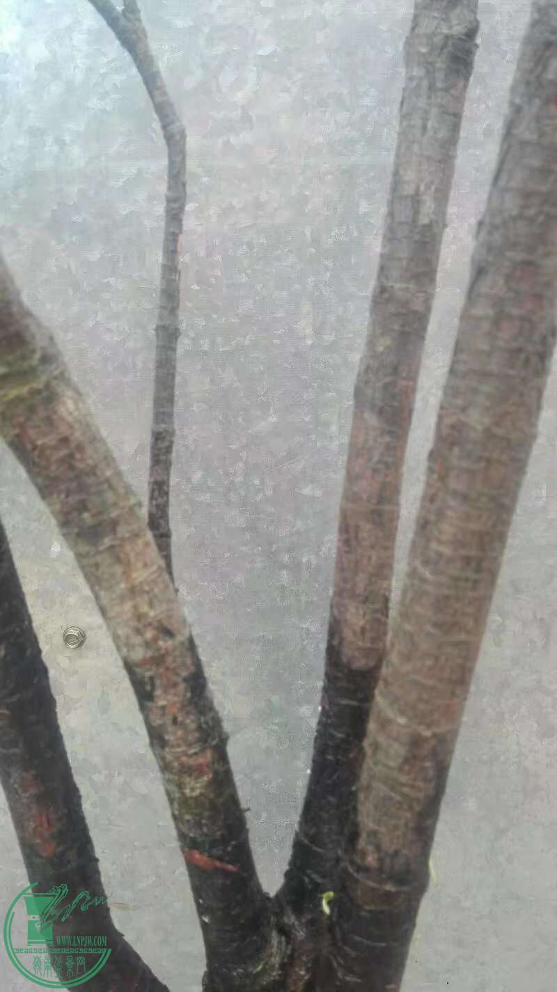 17 - ����.jpg