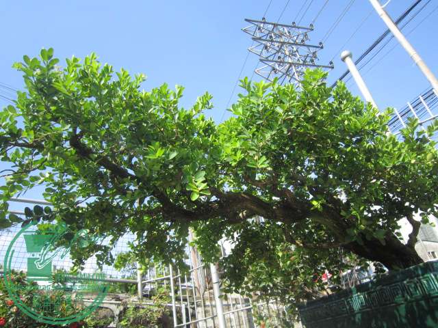 IMG_5926.JPG