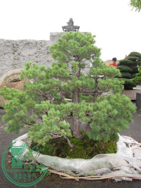 IMG_9800.JPG