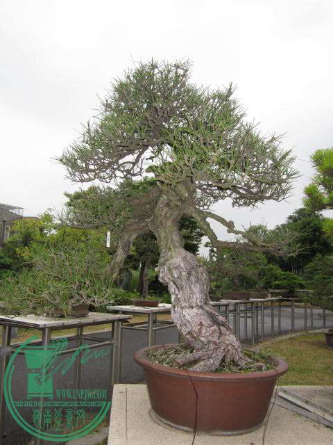 IMG_9781.JPG