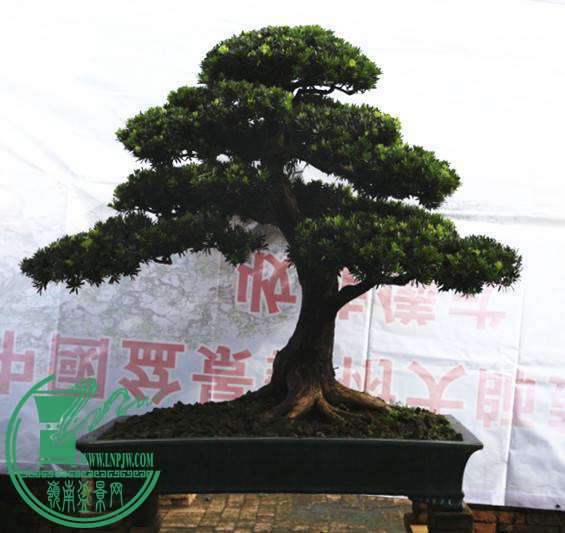 123050p56aw374iwp4x6xp.jpg.thumb.jpg