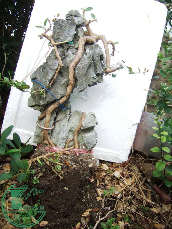 DSCF6895.JPG