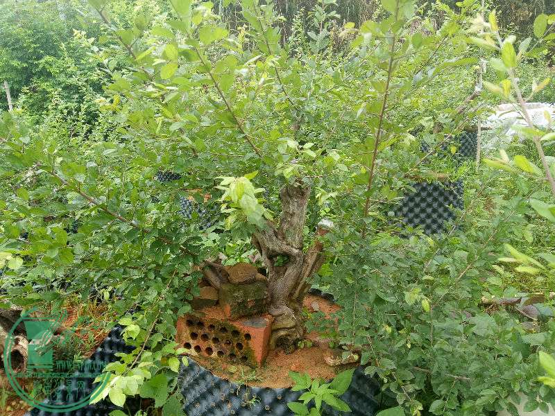 IMG20170707075025.jpg