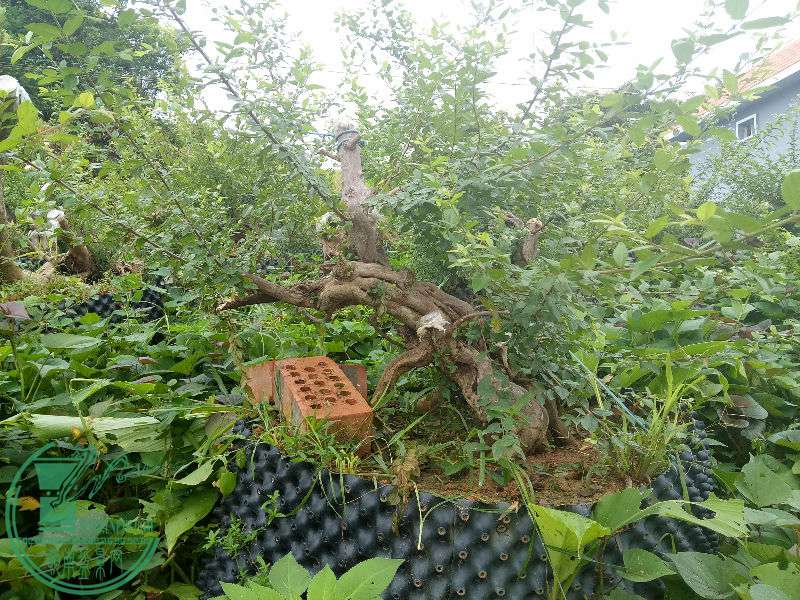 IMG20170707074945.jpg