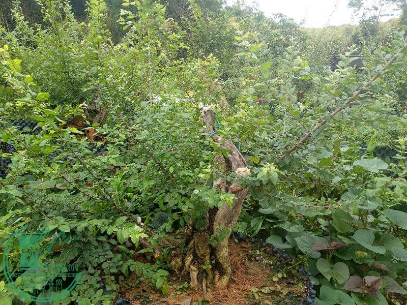 IMG20170707074928.jpg