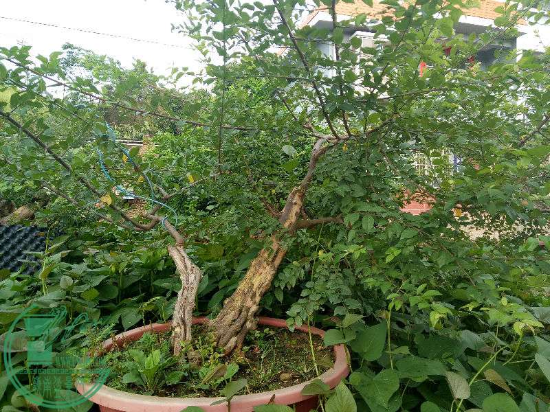 IMG20170703073158.jpg