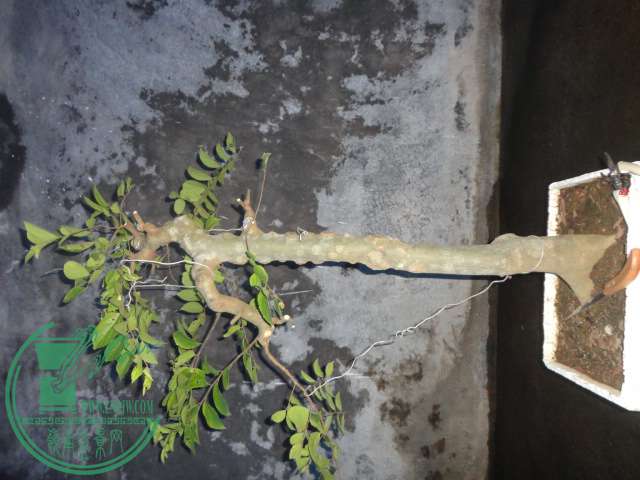 DSC03235.JPG