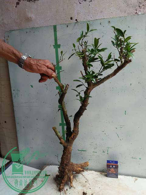 �½��ļ��� (3)IMG20170711125329.jpg